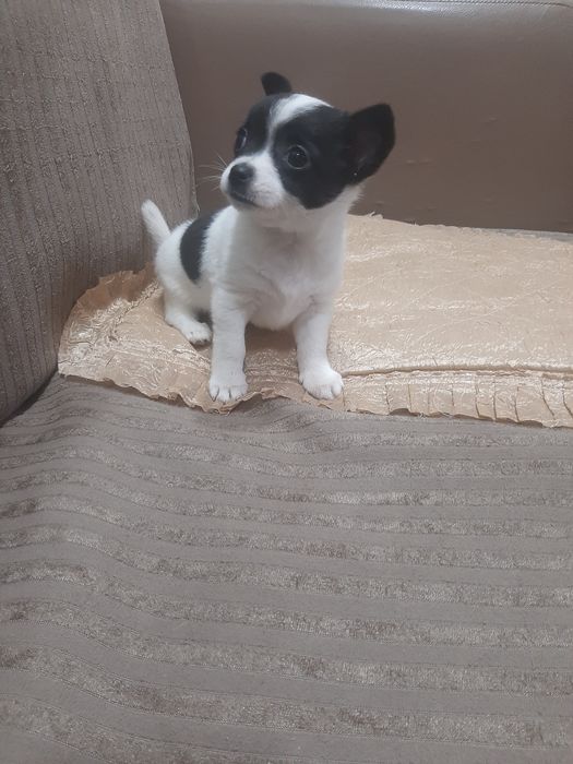 Чихуахуа  момиченце