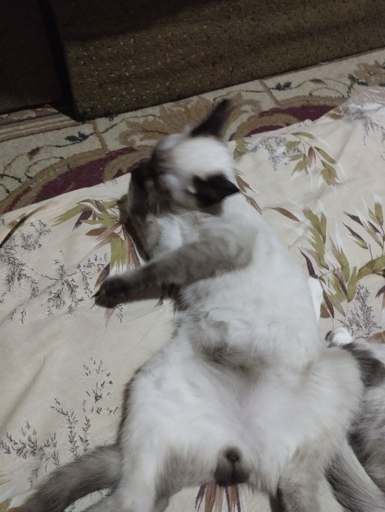 Котята объявление