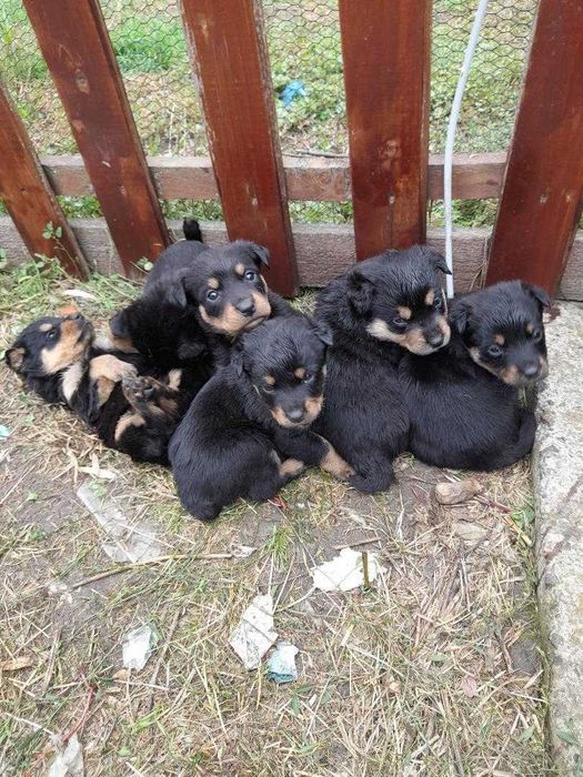 Adopta un catel jucausi si frumos