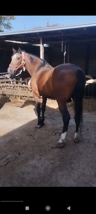 6 yoshar ot Aygʻirlikka zoʻr