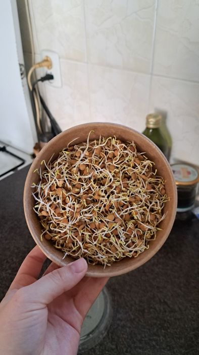 Проиостки ЧЕЧЕВИЦЫ