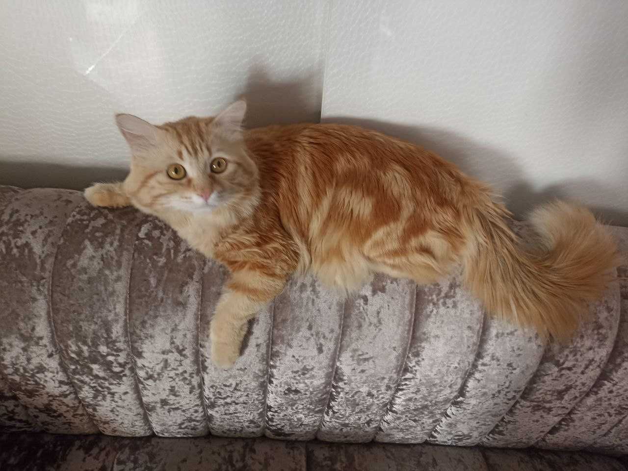 Рыжий пушистик! Ласковый и здоровый котик, 1.5 годика, лоток знает