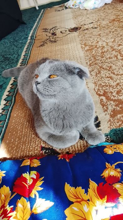 Nar Mushuk sotiladi
