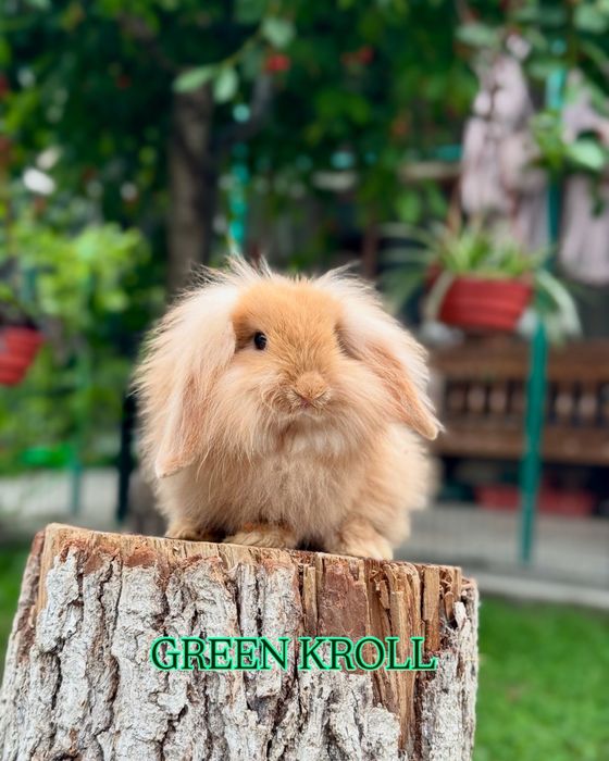 Karlik Quyon. Карликовый кролик