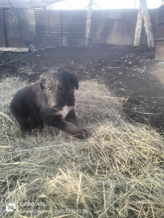 Отдам даром щенят