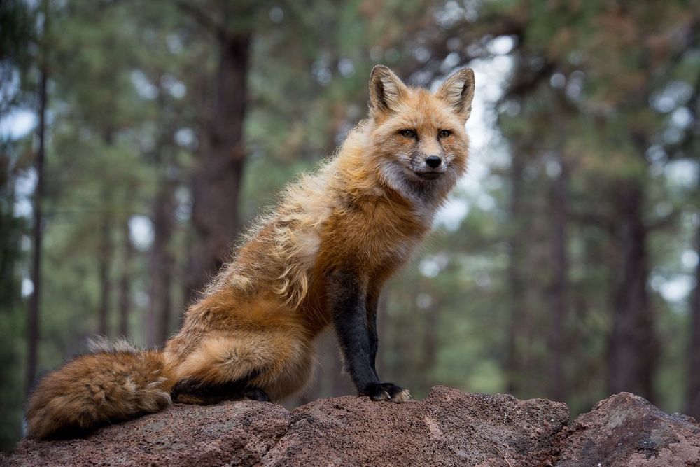 Nikon AF 80-400mm f/4.5-5.6D ED VR Nikkor обектив Никон