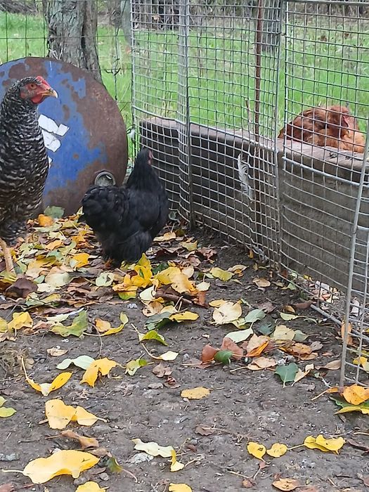 De vânzare cochinchina pitic