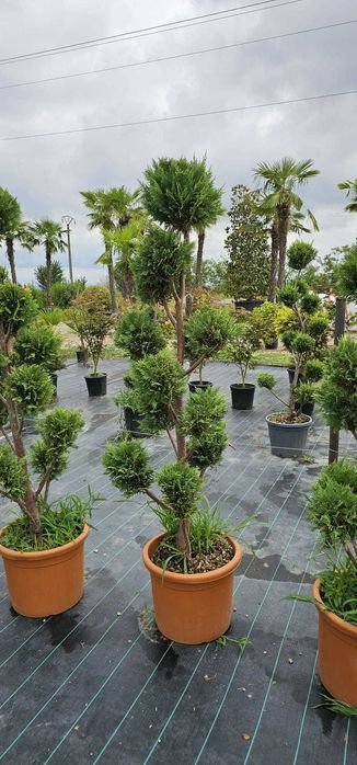 Cupressociparis Leylandii gard viu
