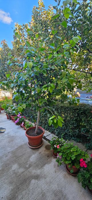 Китайска червена роза