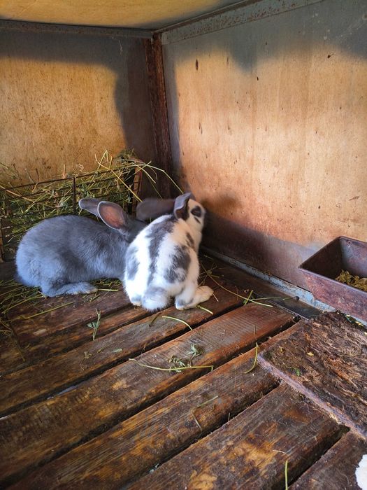 Fluture german de vânzare