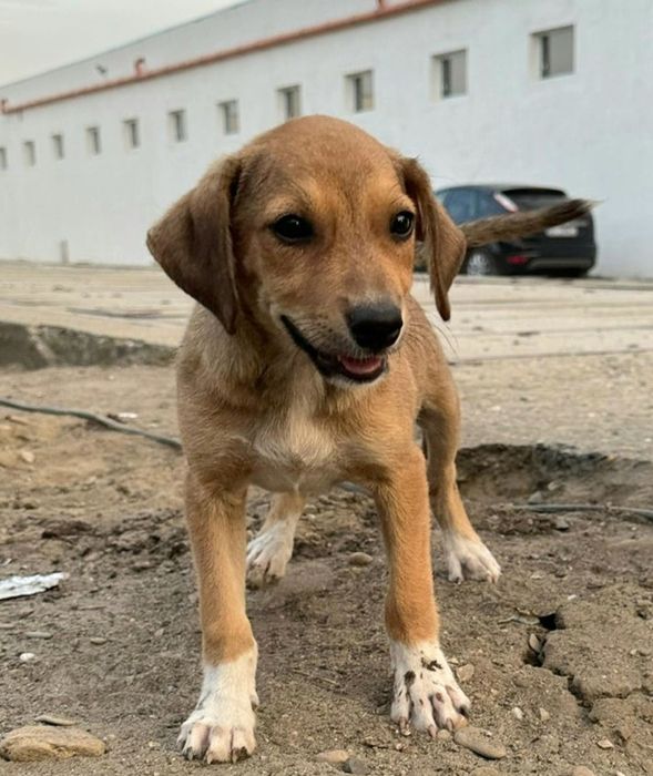 Se oferă spre adopție