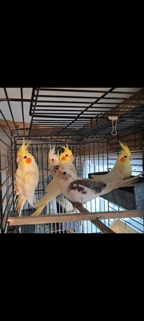 Perusi, Agaponis, Nimfe, Rozela, Micul Alexander, Kakarichi