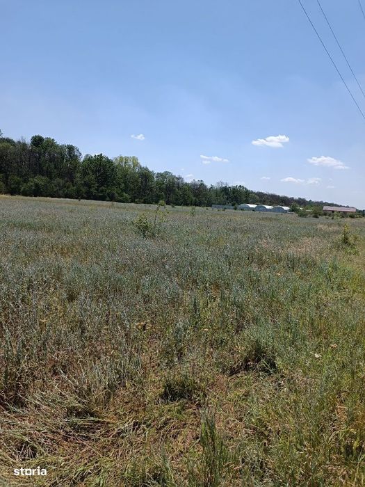 Teren deschidere drum si padure, Buda - Cornetu, excelenta investitie