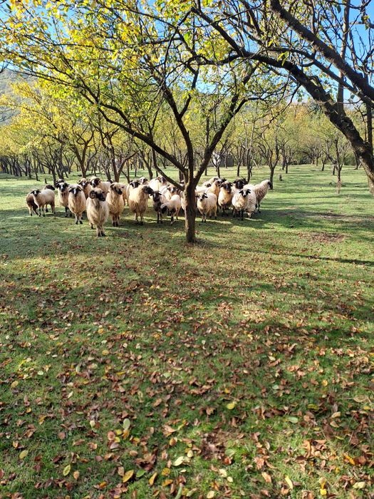 Vând 20 de oi, 8 miei și 2 berbeci – toate la pachet