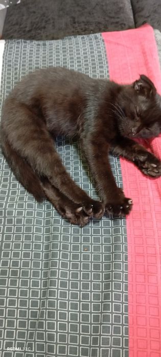 Mushuk bolasi sotiladi 2. Yarim oylik