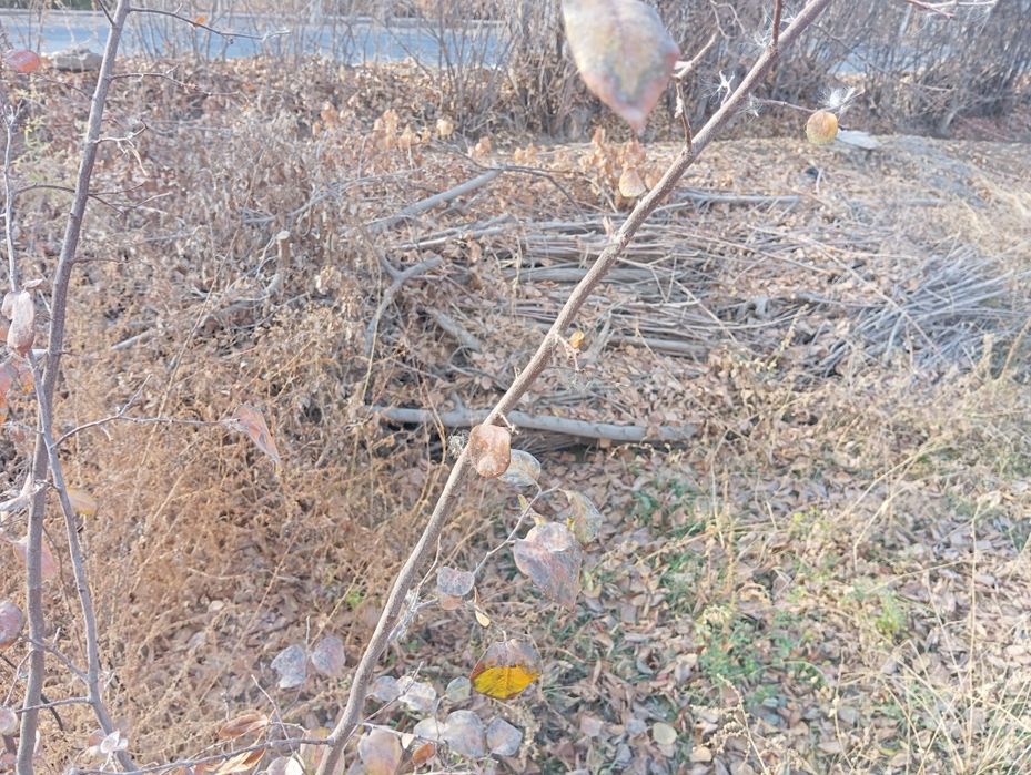 У́тинлар сотилоди