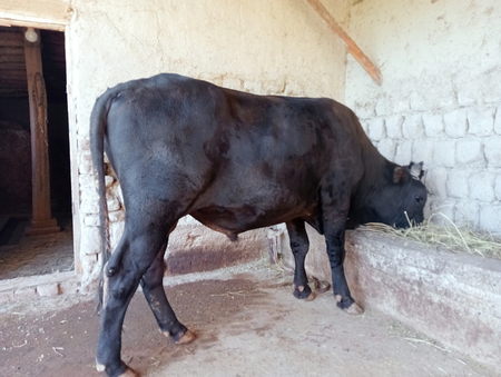 Букалар соглом пародали