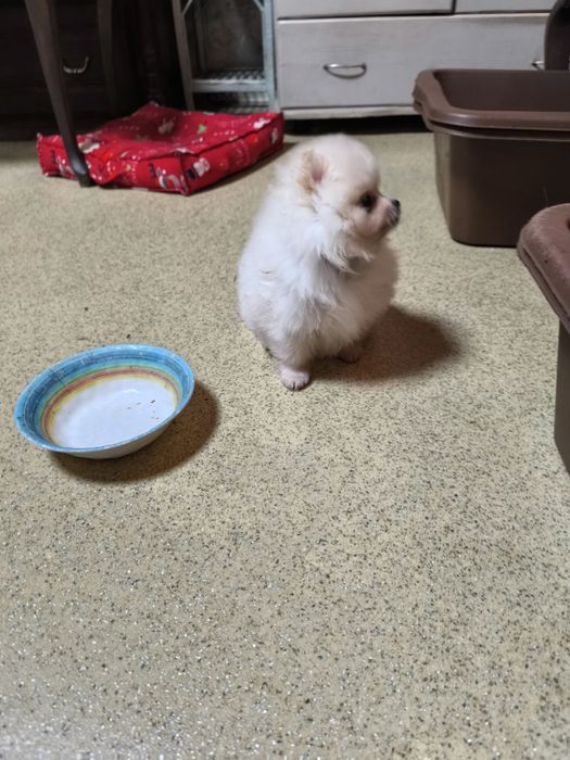 Померан мини момче