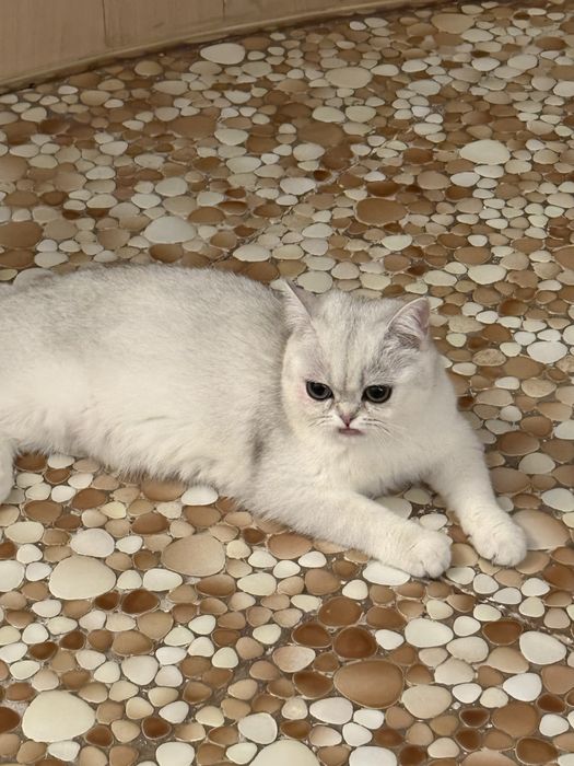 Отдадим кошечку 6 месяцев