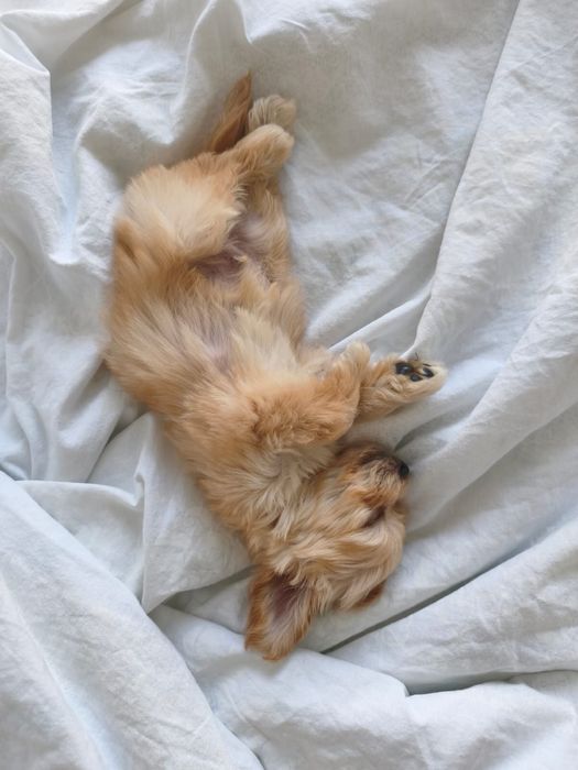 Мальтипу мини ф1