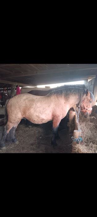 Mânz 2 ani fff cuminte