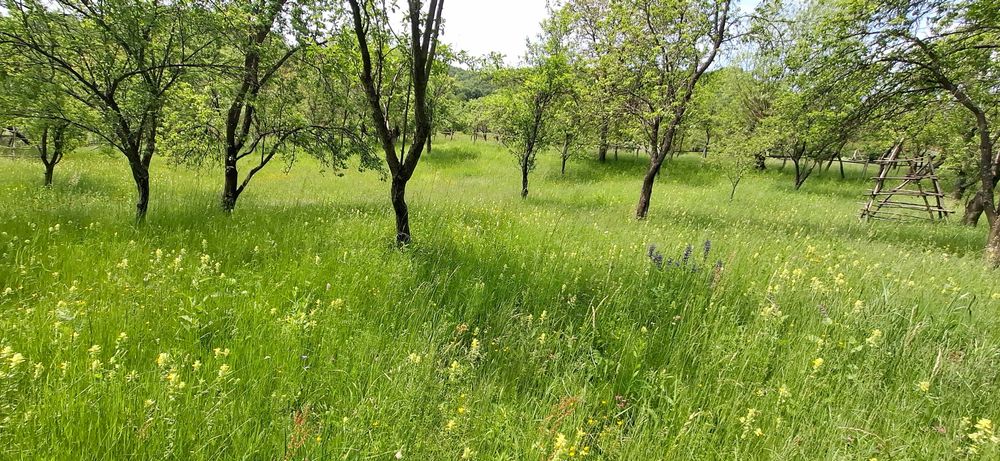 Teren intravilan de vanzare