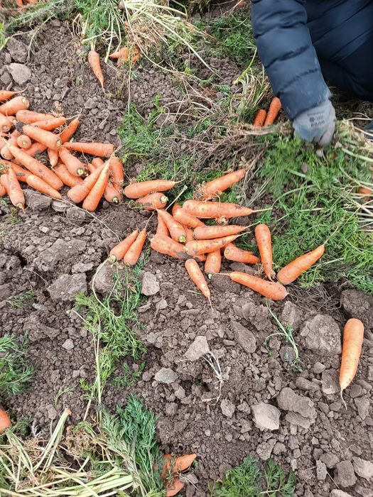 Продам морковь и картофель оптом