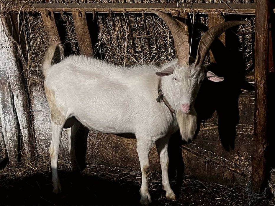 Țap saanen pentru montă