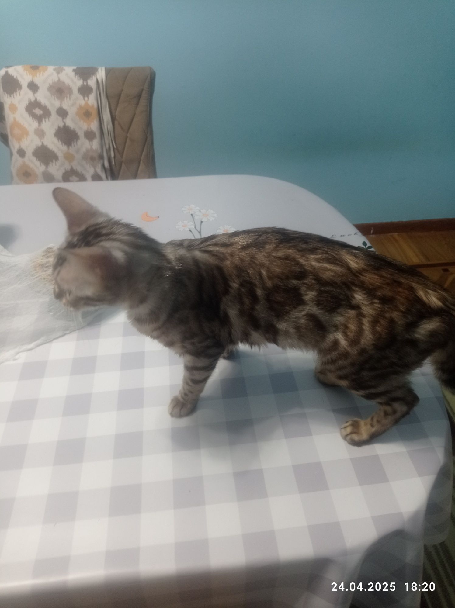 Бенгальский кошка