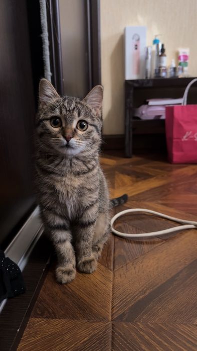 Котенок британец 500 тысяч