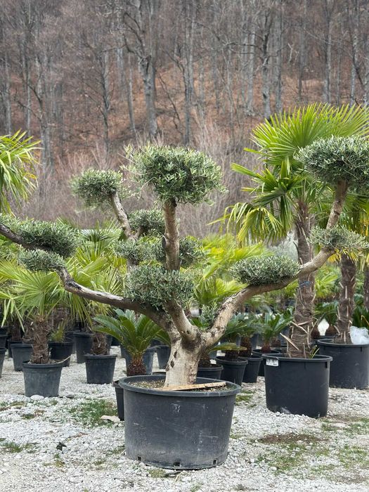 Maslin Bonsai , Palmier Trachycarpus Fortunei , Bananier Musa
