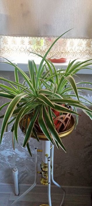 Продам хлорофитум