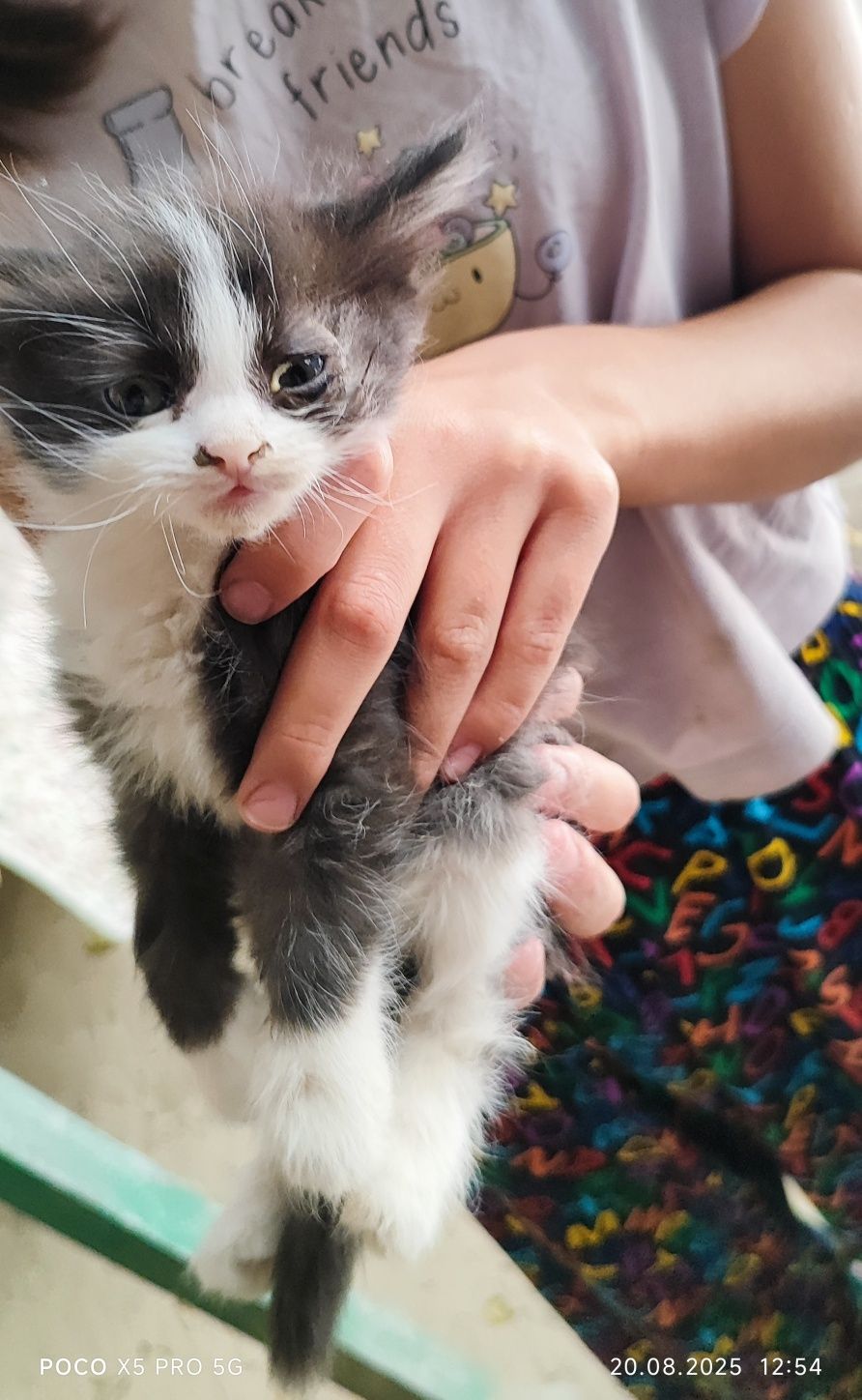 Котята в хорошие добрые руки