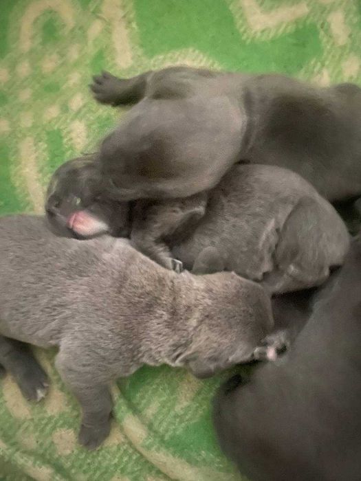 Алиментный щенок Кане Корсо готовится к продаже дата рождения 27.10.25