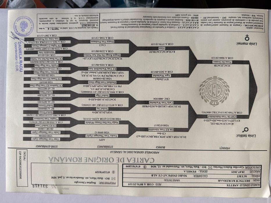 Femela Brac German cu par neted
