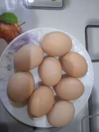 Домашние яйцы экологически чистый