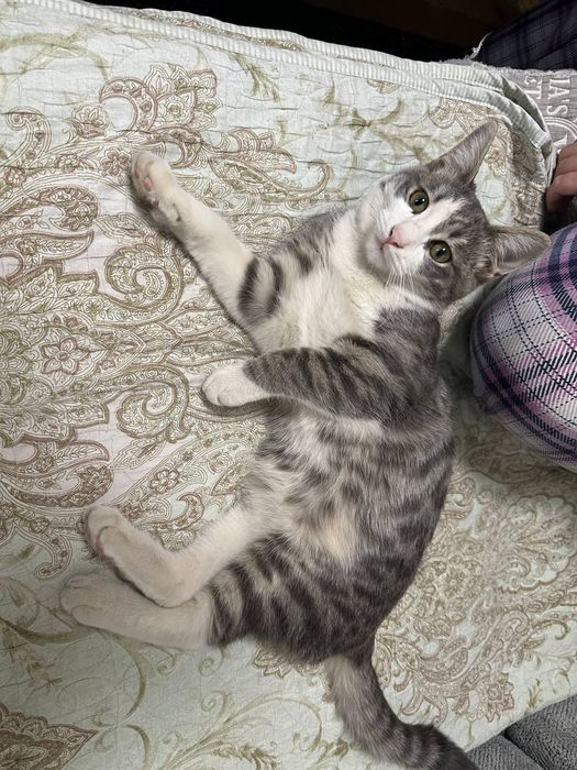 Отдам домашних котят даром в хорошие руки