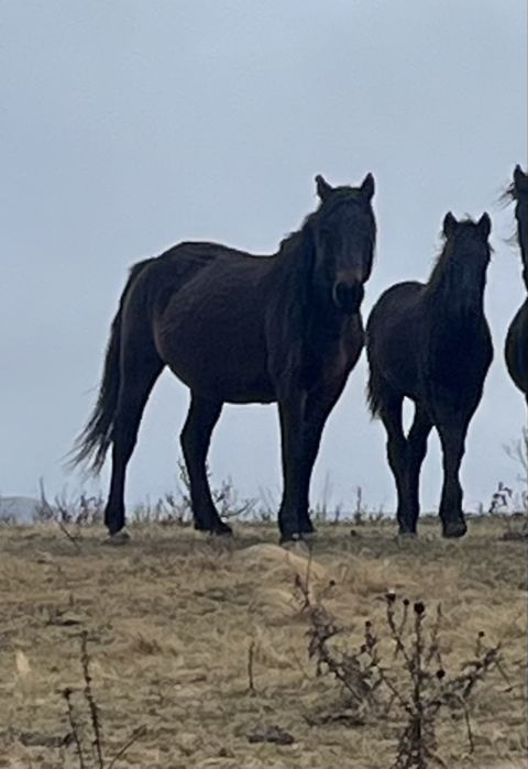 Продам кабылу с жеребенком