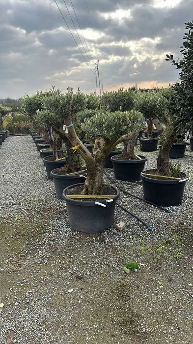 Vand Maslin Olea Europaen