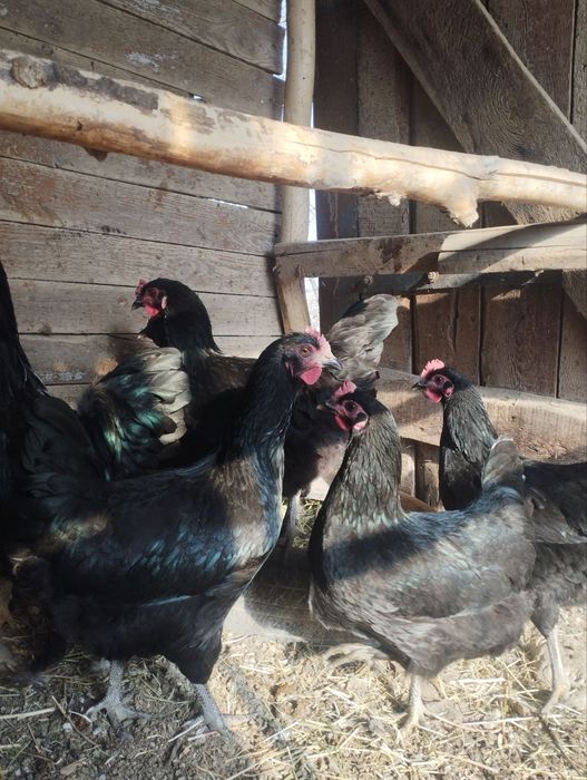 Товуклар сотилади