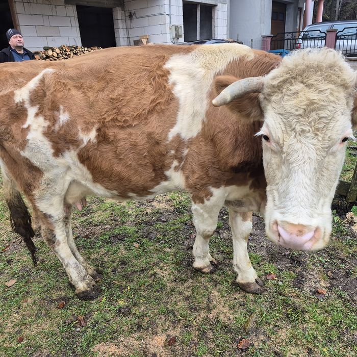 Vând vaca Bălțată Romaneasca