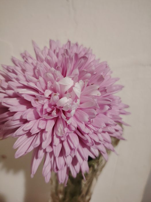 Ирис бял и жълт, хемерокалис,хризантеми