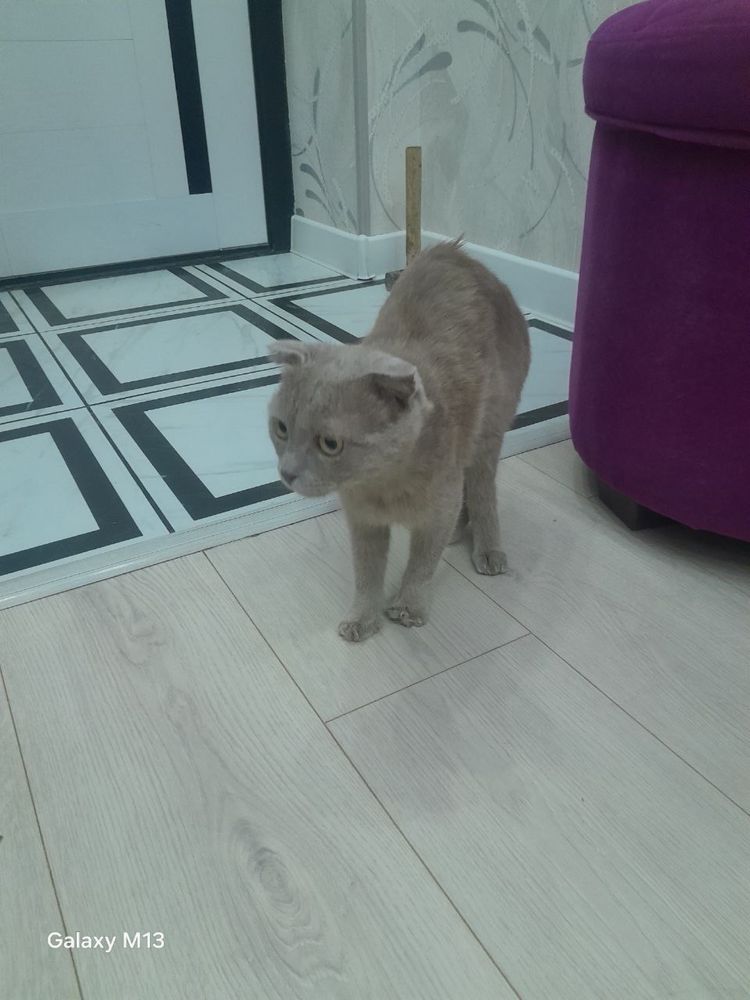 Продаётся котик Огонёк
