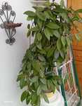 Vând hoya carnosa plantă matură