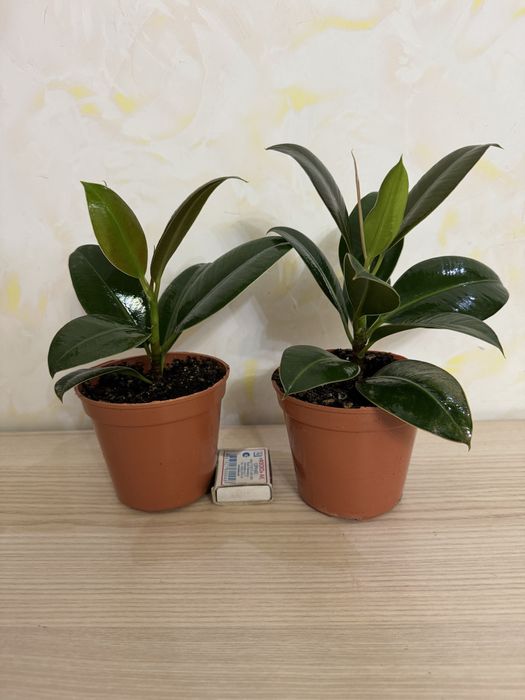 Продам цветок "Фикус Милани»