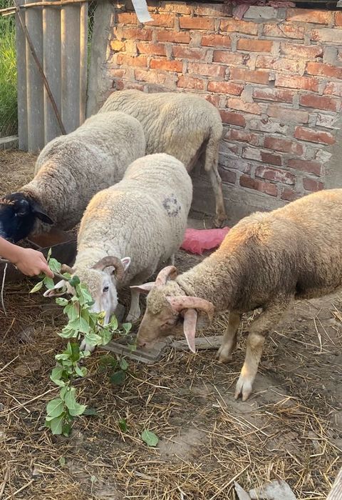 Oi merinos si suflok