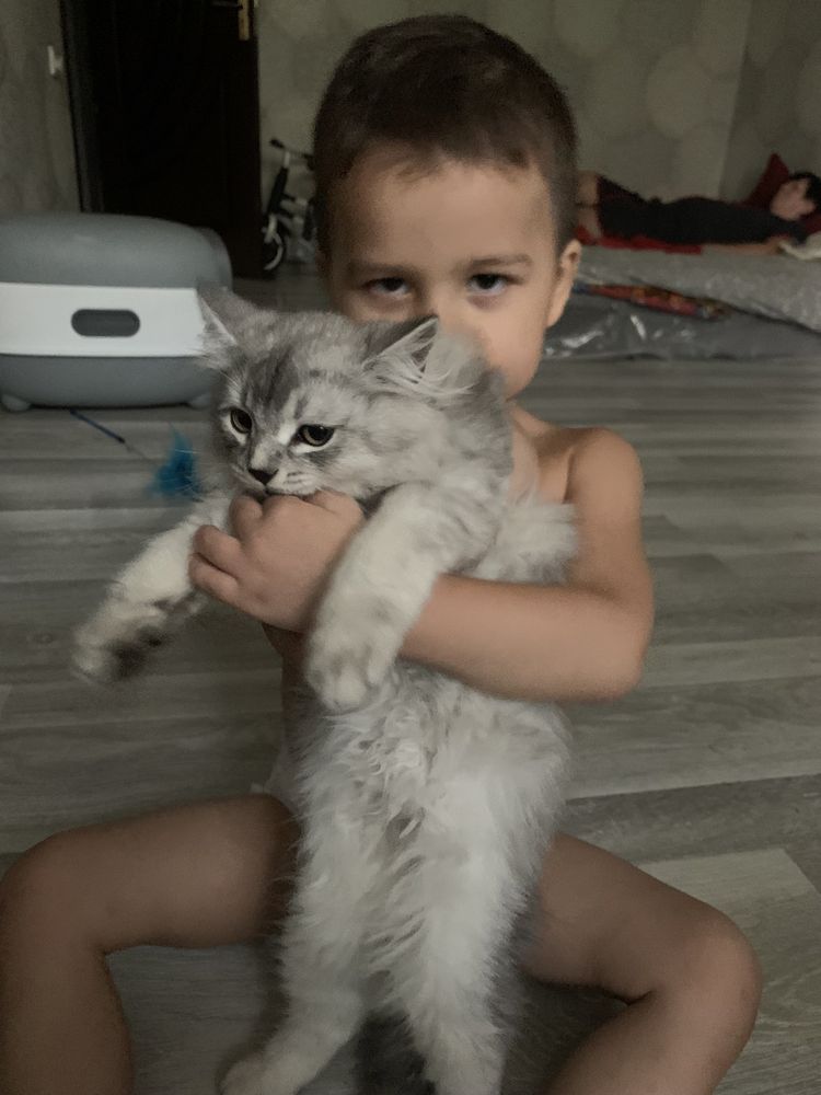 Хэйланд страйт мальчик