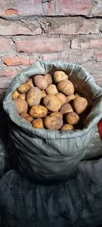Продам домашние семена картофеля