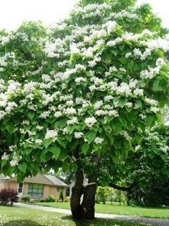 Pavloniya ko'chatlari arzon narhlarda