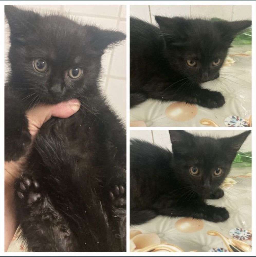 Котята ищут  дом! Костанай ! Привезем !